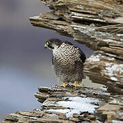 Peregrine Falcon