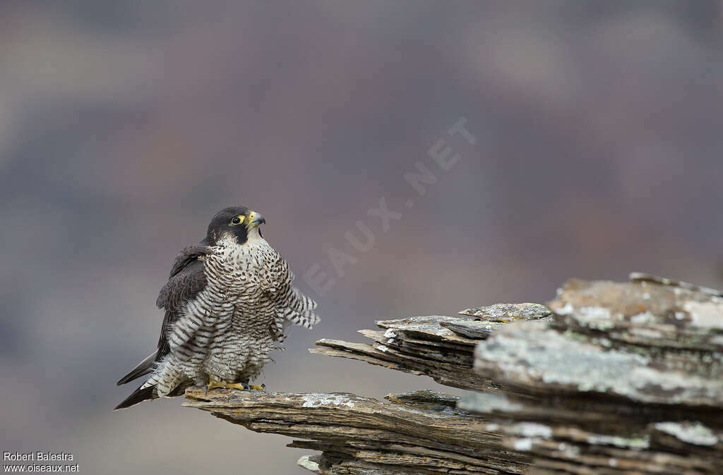 Peregrine Falcon female adult, identification