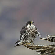 Peregrine Falcon