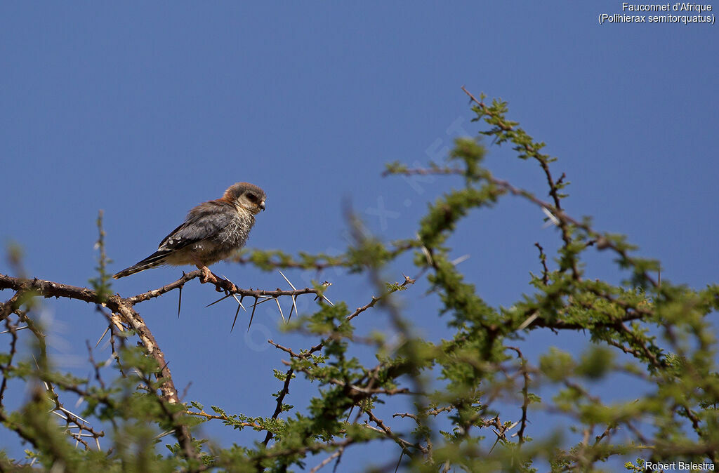 Pygmy Falcon