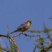 Pygmy Falcon