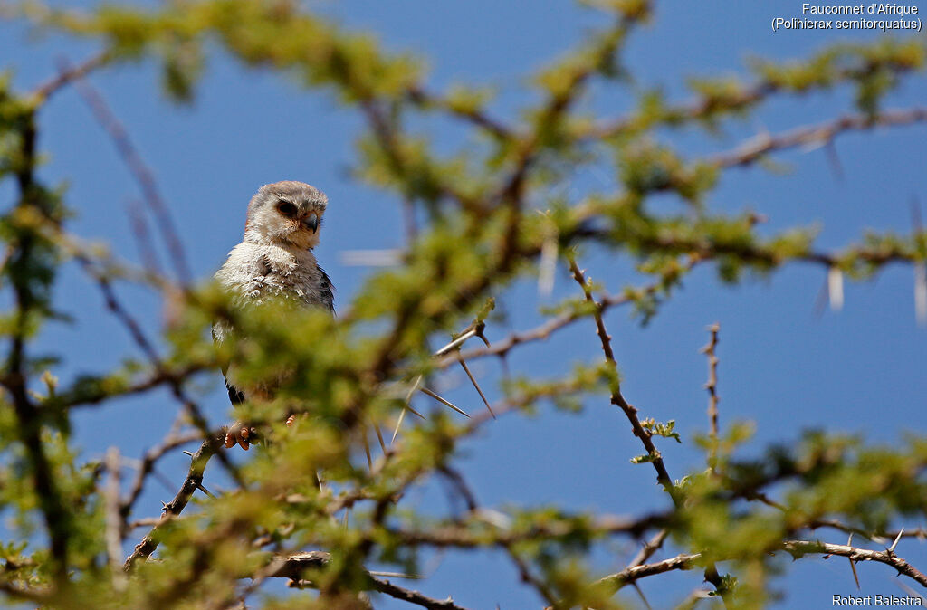 Pygmy Falcon