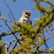 Pygmy Falcon