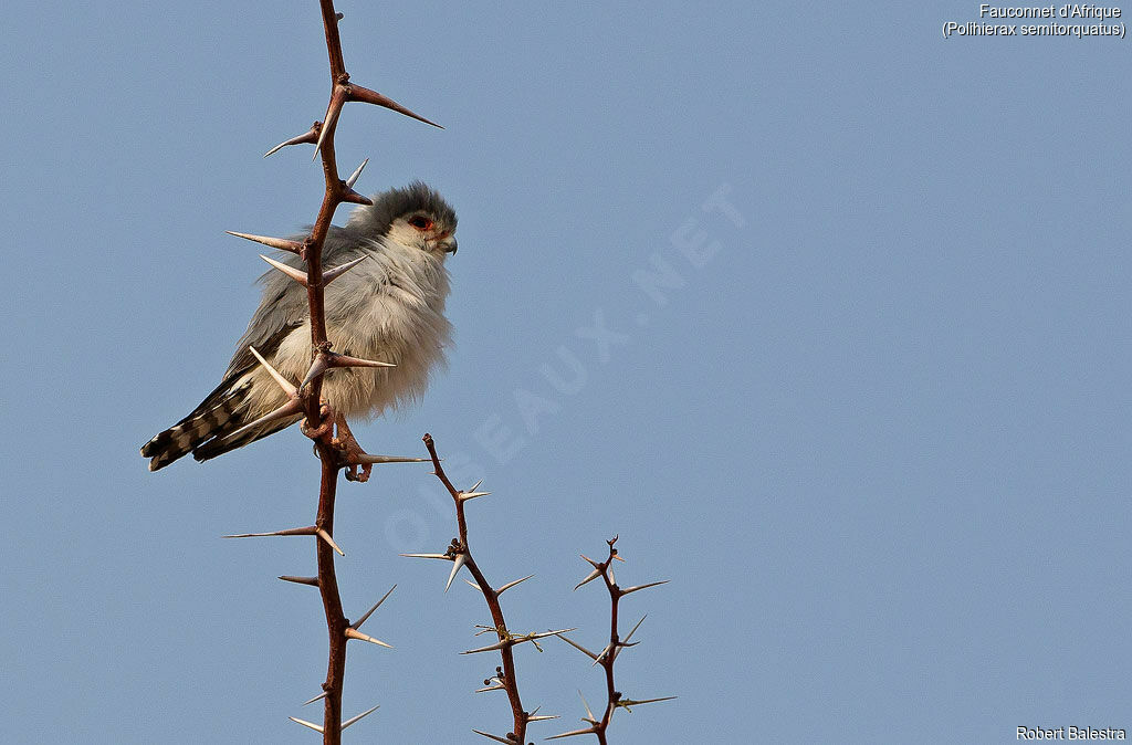 Pygmy Falcon