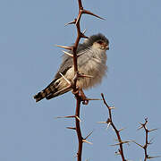 Pygmy Falcon