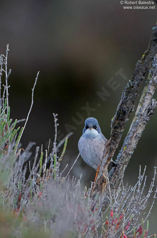 Spectacled Warbler