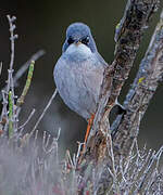 Spectacled Warbler