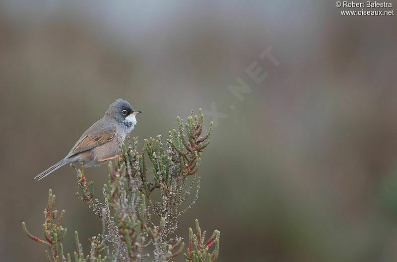 Spectacled Warbler