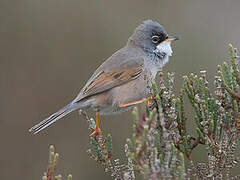 Spectacled Warbler