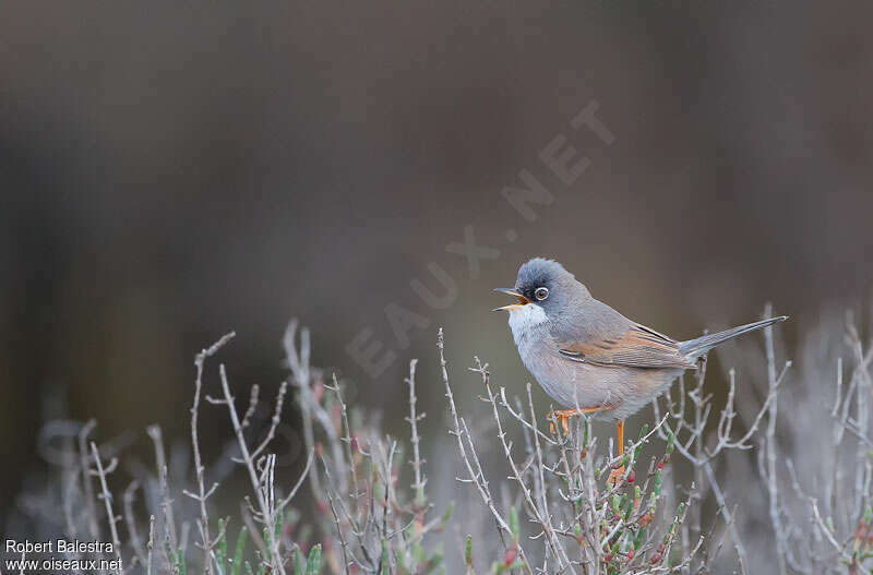 Spectacled Warbler male adult, habitat, song