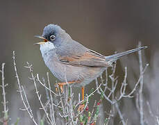 Spectacled Warbler