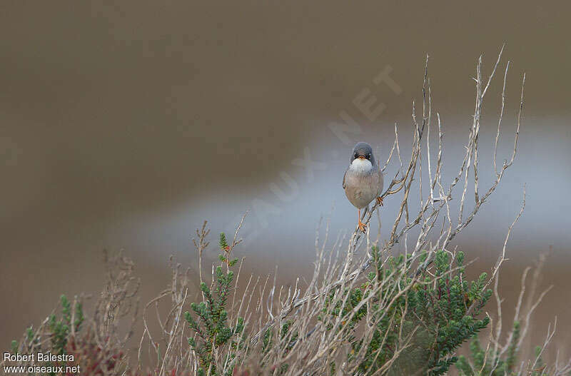 Spectacled Warbler male adult, habitat, Behaviour