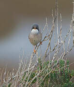 Spectacled Warbler