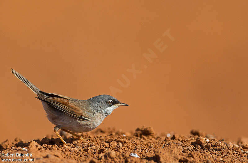 Spectacled Warbler male adult, Behaviour