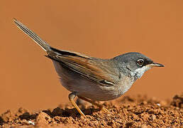 Spectacled Warbler