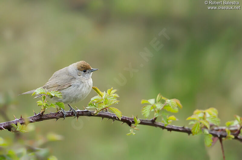 Eurasian Blackcap female adult