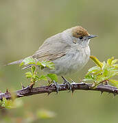 Eurasian Blackcap