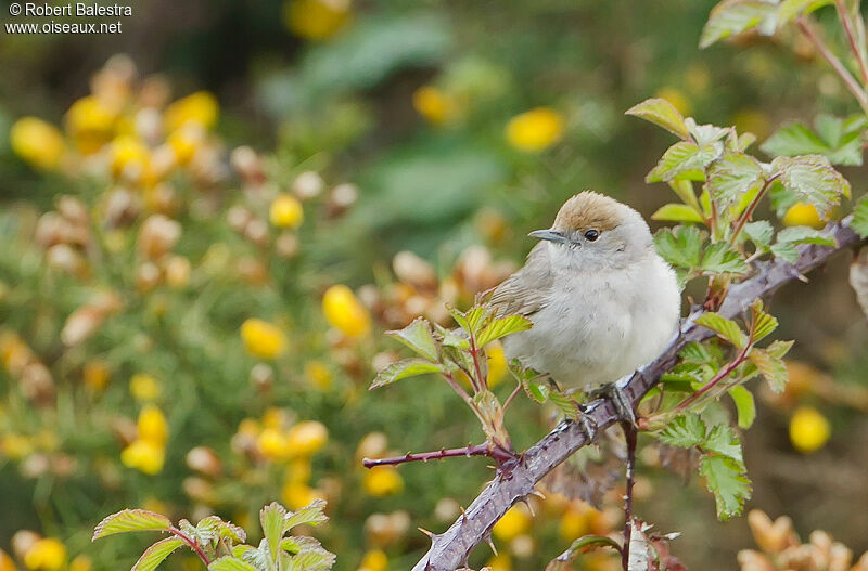 Eurasian Blackcap