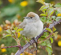 Eurasian Blackcap