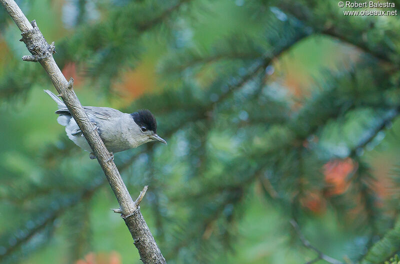 Eurasian Blackcap male adult