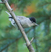 Eurasian Blackcap