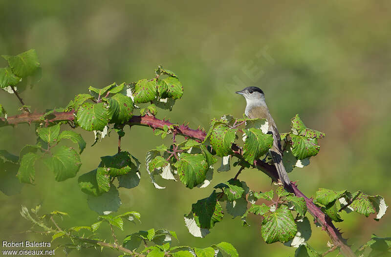 Eurasian Blackcap male adult, habitat