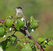 Eurasian Blackcap