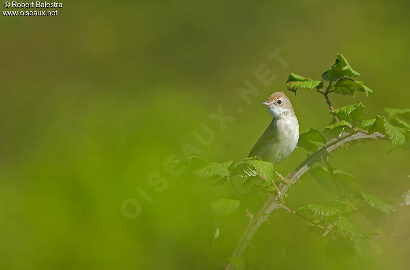 Eurasian Blackcap female adult