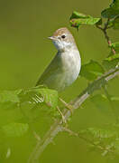 Eurasian Blackcap