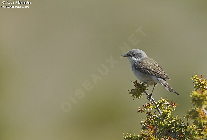 Lesser Whitethroat