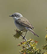 Lesser Whitethroat