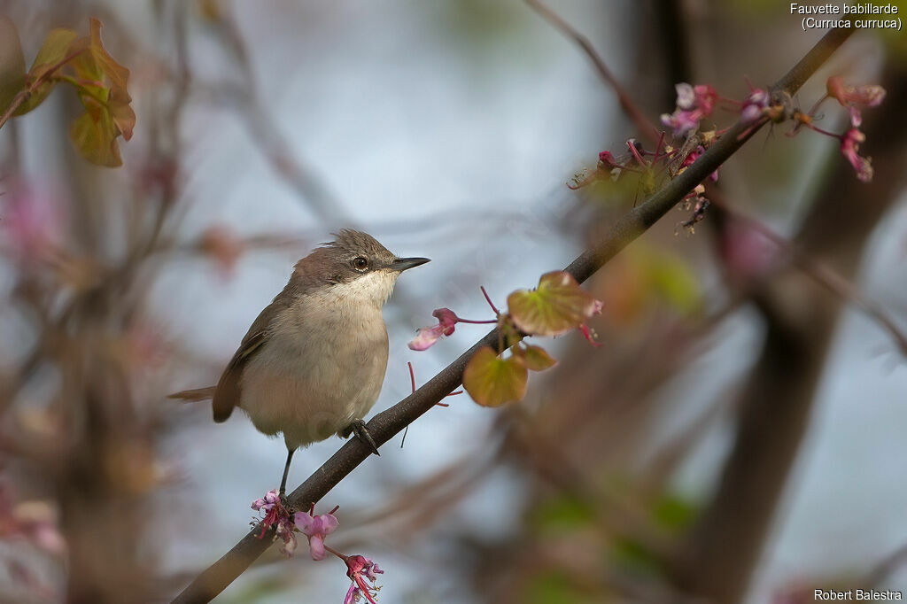 Lesser Whitethroat