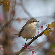 Lesser Whitethroat