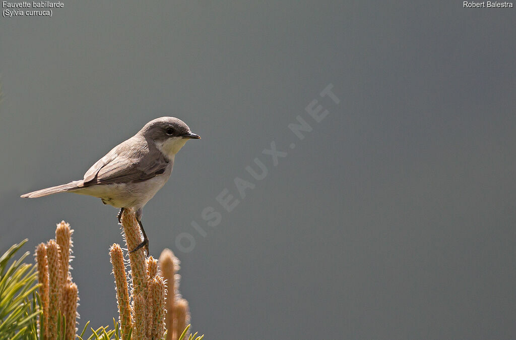 Lesser Whitethroat