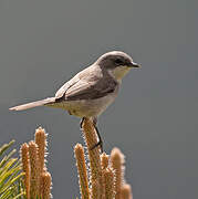 Lesser Whitethroat