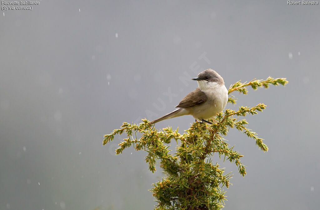 Lesser Whitethroat