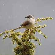 Lesser Whitethroat