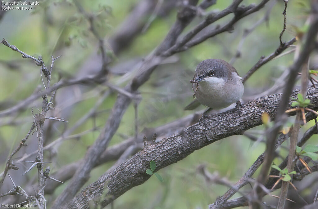 Lesser Whitethroat