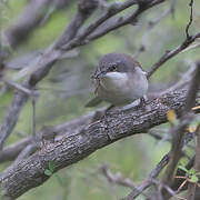 Lesser Whitethroat