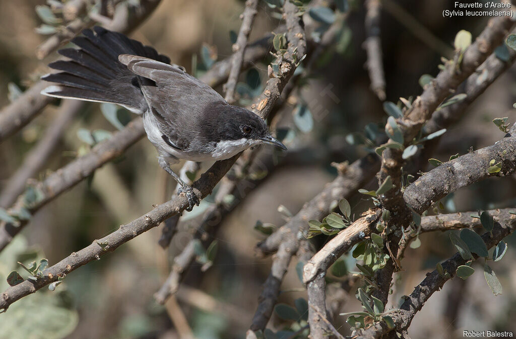 Arabian Warbler