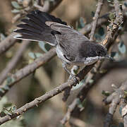 Arabian Warbler