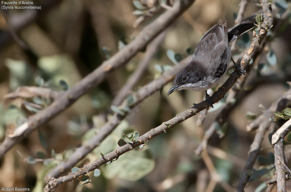 Arabian Warbler