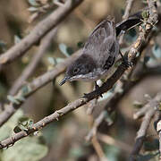 Arabian Warbler