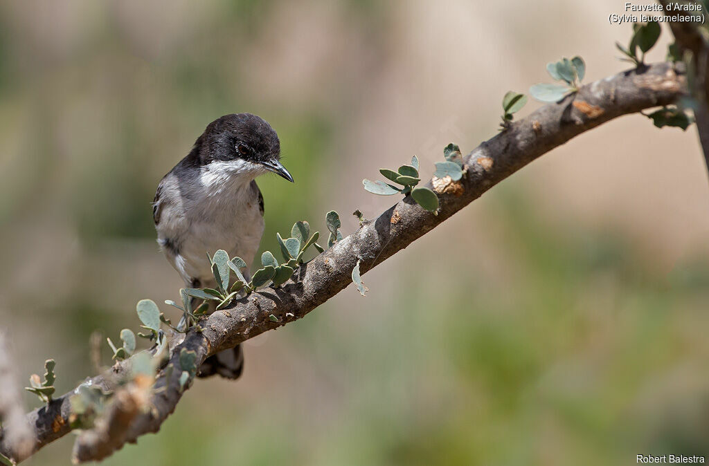 Arabian Warbler