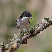 Arabian Warbler