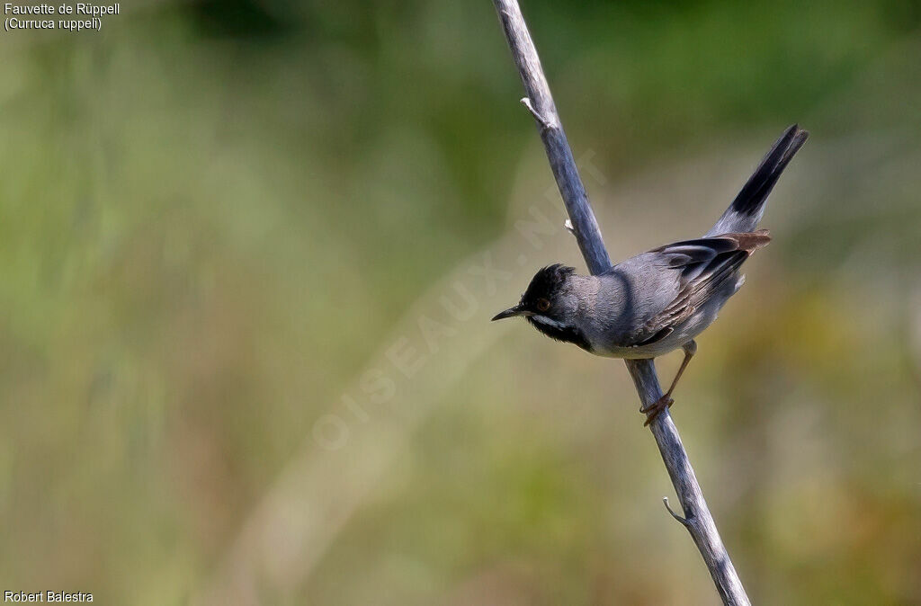 Rüppell's Warbler male