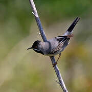 Rüppell's Warbler