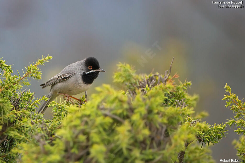 Rüppell's Warbler male