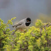 Rüppell's Warbler