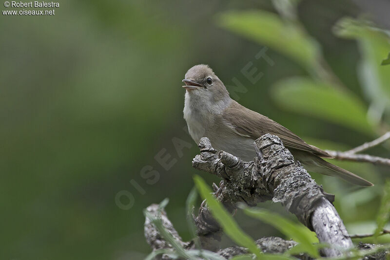 Garden Warbler